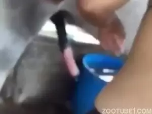 Calavo de pau duro querendo gozar en porno zoofilia - Videos Zoofilia